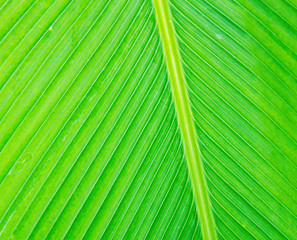 leaf of palm tree.  texture of green palm leaf. green leaf of a banana tree.