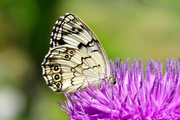 Closeup   beautiful butterflies sitting on the flower.