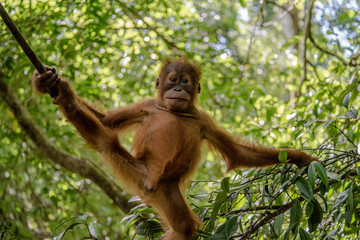 Young orangutan in Sumatra National Park