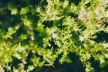 native Australian diosma plant outdoor in a sunny backyard