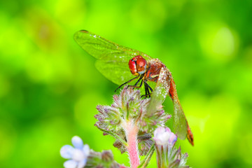 Macro shots, showing of eyes dragonfly and wings detail. Beautiful dragonfly in the nature habitat.
