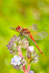 Macro shots, showing of eyes dragonfly and wings detail. Beautiful dragonfly in the nature habitat.