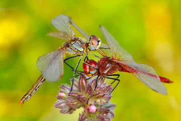 Macro shots, showing of eyes dragonfly and wings detail. Beautiful dragonfly in the nature habitat.