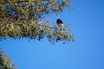 The oriental pied hornbill (Anthracoceros albirostris), The species is considered to be among the smallest and most common of the Asian hornbills, its natural habitat is subtropical or tropic