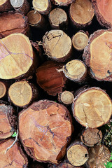 Fototapeta premium pattern wooden pine logs pile background natural sawmill base country