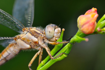 Macro shots, showing of eyes dragonfly and wings detail. Beautiful dragonfly in the nature habitat.