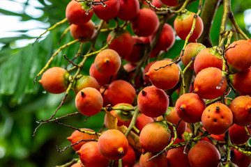 ranch orange palm berries betel nut red ripe many fruits close up background tropical