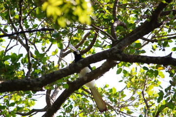 The oriental pied hornbill (Anthracoceros albirostris), The species is considered to be among the smallest and most common of the Asian hornbills, its natural habitat is subtropical or tropical.