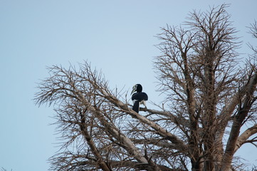 The oriental pied hornbill (Anthracoceros albirostris), The species is considered to be among the smallest and most common of the Asian hornbills, its natural habitat is subtropical or tropical.