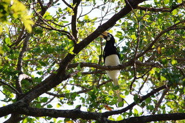 The oriental pied hornbill (Anthracoceros albirostris), The species is considered to be among the smallest and most common of the Asian hornbills, its natural habitat is subtropical or tropical.