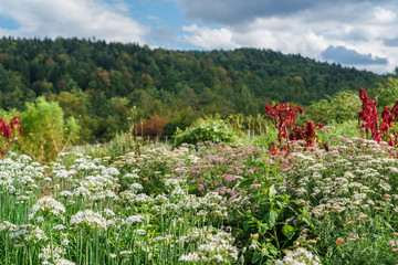 Field of Wild Flowers
