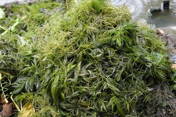 The river water green seaweed.