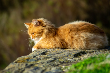 chat à poils long roux angora sur une corniche 