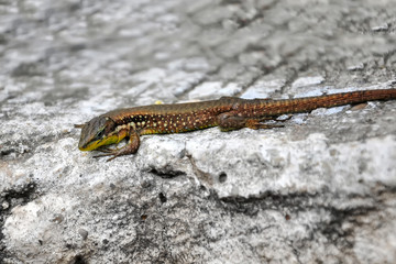 Beautiful lizard - Stock Image
