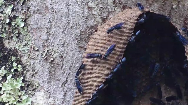 Vespas constrindo sua casa