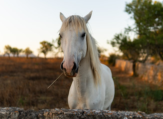 White Horse Sunset