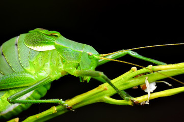 Beautiful Grasshopper macro in green nature - Stock Image