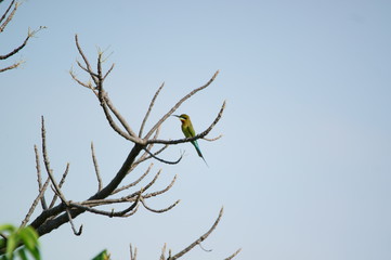 The blue-tailed bee-eater (Merops philippinus) is a near passerine bird in the bee-eater family Meropidae, of the genus Merops. It breeds in southeastern Asia.