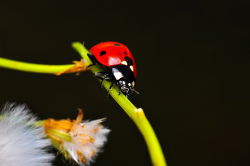 Beautiful ladybug on leaf defocused background