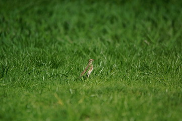 The Australasian pipit (Anthus novaeseelandiae) is a fairly small passerine bird of country in Australia, New Zealand and New Guinea. It belongs to the pipit genus Anthus in the family Motacillidae.