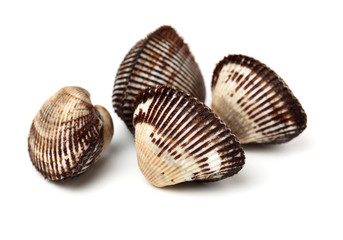 Scapharca subcrenata on white background 