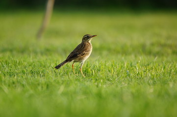 The Australasian pipit (Anthus novaeseelandiae) is a fairly small passerine bird of country in...
