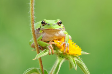 Beautiful Europaean Tree frog Hyla arborea - Stock Image
