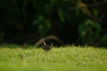 The Australasian pipit (Anthus novaeseelandiae) is a fairly small passerine bird of country in Australia, New Zealand and New Guinea. It belongs to the pipit genus Anthus in the family Motacillidae.