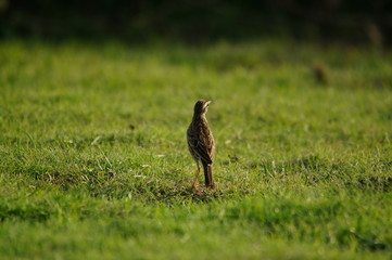 The Australasian pipit (Anthus novaeseelandiae) is a fairly small passerine bird of country in Australia, New Zealand and New Guinea. It belongs to the pipit genus Anthus in the family Motacillidae.