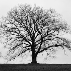Silhouette of large tree in monochrome with grey winter skies