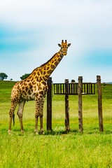 giraffe in the savanna