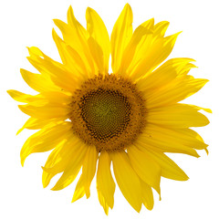 Sonnenblume, Blüte auf weißem isolierten Hintergrund. Gelbe Sonnenblume oder gemeine Sonnenblume. Muster für Hintergrund, Tapete, Einladung, Kalender, Grußkarten usw.