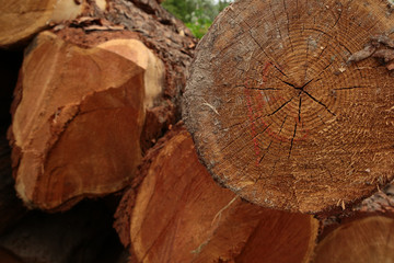 old wood tree trunk annual rings end of the log crack country background