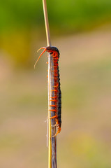 Closeup beautiful red centipede on the ground.         