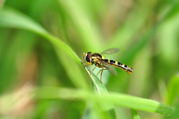 Macro shot of a  fly 
