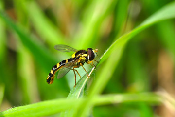 Macro shot of a  fly 