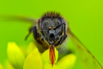 Beautiful  Bee macro in green nature - Stock Image