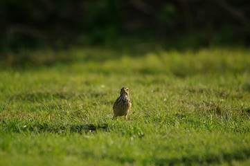 The Australasian pipit (Anthus novaeseelandiae) is a fairly small passerine bird of country in Australia, New Zealand and New Guinea. It belongs to the pipit genus Anthus in the family Motacillidae.