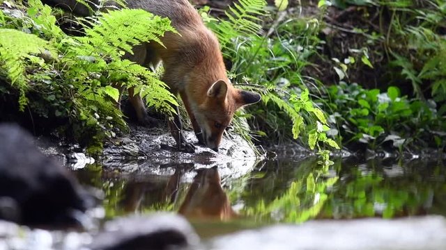 Red fox drinking from a forest stream