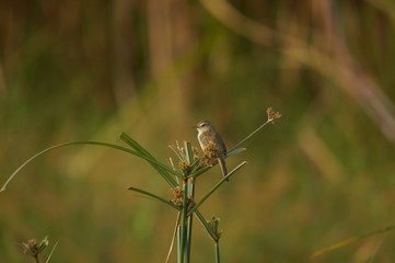 The plain prinia (Prinia inornata) is a species of bird from the Cisticolidae family. Birds inhabiting swampy areas and high grasslands found in southeast Asia
