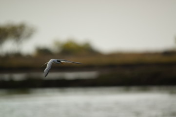The little tern (Sternula albifrons) is a seabird of the family Laridae. It was formerly placed into the genus Sterna, which now is restricted to the large white terns.