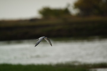 The little tern (Sternula albifrons) is a seabird of the family Laridae. It was formerly placed into the genus Sterna, which now is restricted to the large white terns.