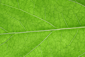Plakat Green leaves background, Leaf texture. natural wallpaper