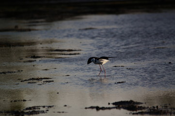 The pied stilt (Himantopus leucocephalus), also known as the white-headed stilt, is a bird in the...