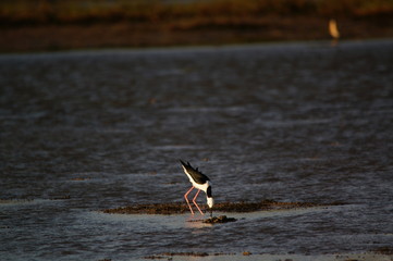 The pied stilt (Himantopus leucocephalus), also known as the white-headed stilt, is a bird in the family Recurvirostridae. It is sometimes considered a subspecies of the black-winged stilt.