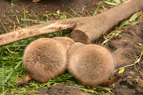 二匹で身を寄せ合う仲の良いオグロプレーリードッグ Wall Mural Satou Y1