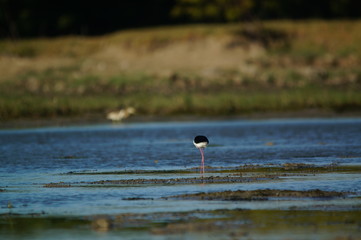 The pied stilt (Himantopus leucocephalus), also known as the white-headed stilt, is a bird in the...