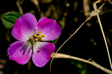 purple flower in the forest