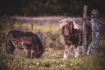 ponies in a field