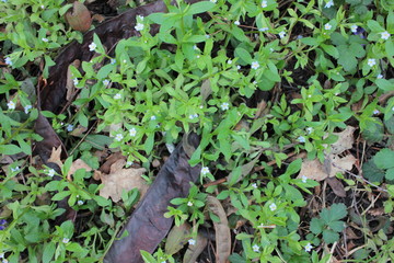 First little blue spring flowers sprouted through old autumn leaves. The concept of revival